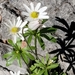 Anemone edwardsiana - Photo (c) Jo Roberts, algunos derechos reservados (CC BY), subido por Jo Roberts