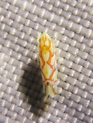Erythroneura acuticephala