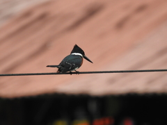 Chloroceryle americana