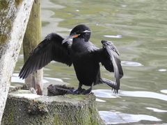 Nannopterum brasilianum