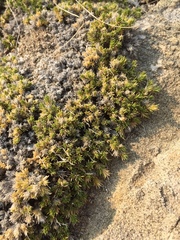Linanthus caespitosus