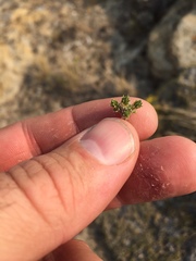 Linanthus caespitosus