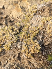 Linanthus caespitosus