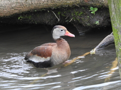 Dendrocygna autumnalis