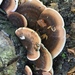 Resinous Polypore - Photo (c) sdifalco, some rights reserved (CC BY-NC), uploaded by sdifalco