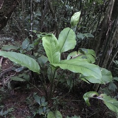 Spathiphyllum cochlearispathum