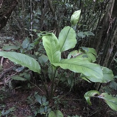 Spathiphyllum cochlearispathum