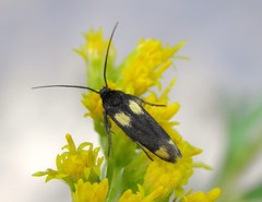 Scythris sinensis