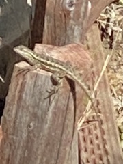 Sceloporus occidentalis