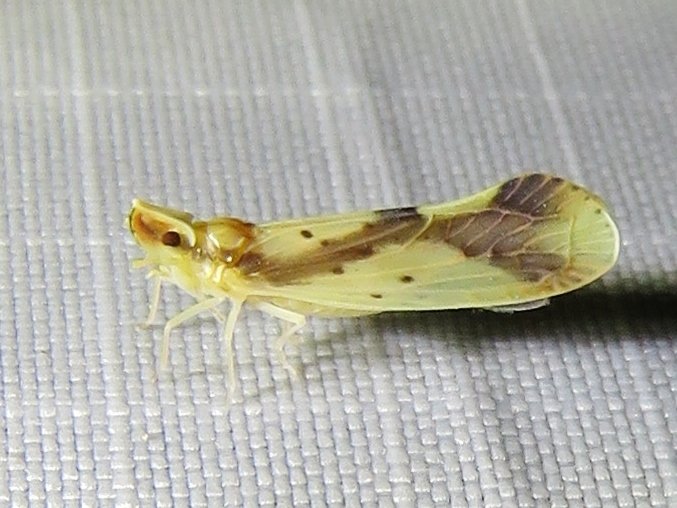 Otiocerus reaumurii