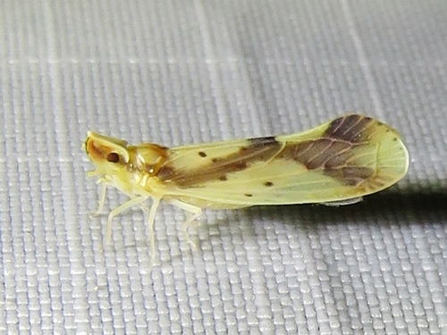 Otiocerus reaumurii