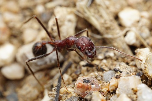 Novomessor albisetosus photo 4
