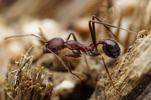 Novomessor albisetosus photo 6