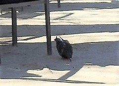 Columba livia domestica