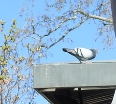 Columba livia domestica