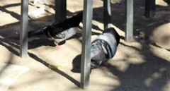 Columba livia domestica