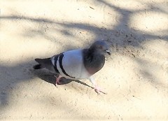 Columba livia domestica
