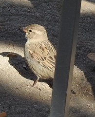 Passer domesticus