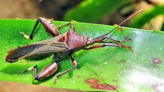 Grammopoecilus angustatus