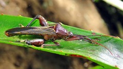 Grammopoecilus angustatus