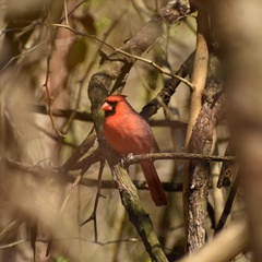 Cardinalis cardinalis