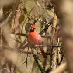 Cardinalis cardinalis