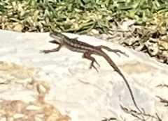 Sceloporus occidentalis