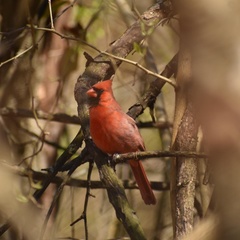 Cardinalis cardinalis