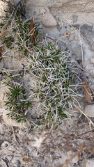 Dasyochloa pulchella