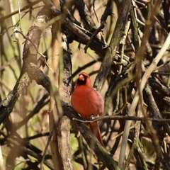 Cardinalis cardinalis