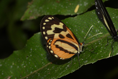 Hypothyris euclea peruviana