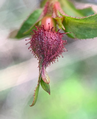 Bald-hip Rose fruiting