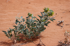 Crotalaria cunninghamii