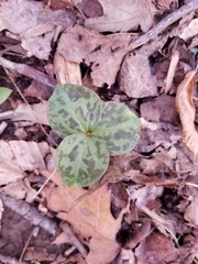 Trillium cuneatum