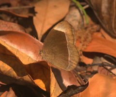 Mycalesis anaxias