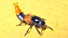 Scariphaeus