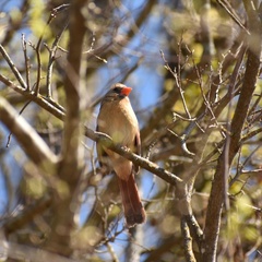 Cardinalis cardinalis