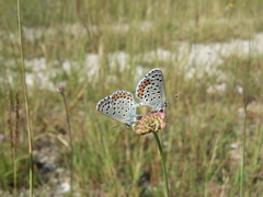 Pseudophilotes vicrama schiffermuelleri