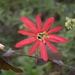 Passiflora edmundoi - Photo (c) Marcos V. Dantas-Queiroz, μερικά δικαιώματα διατηρούνται (CC BY-NC), uploaded by Marcos V. Dantas-Queiroz