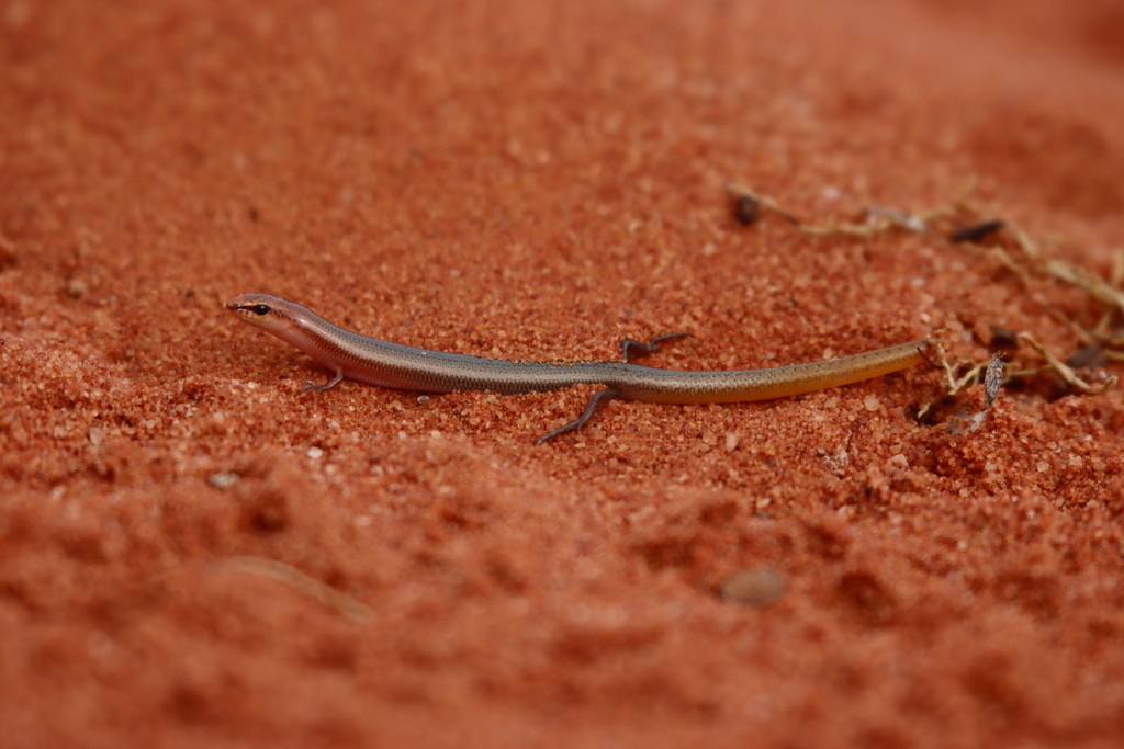Yellow-Tailed Plain Slider