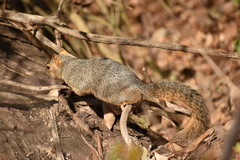 Sciurus niger