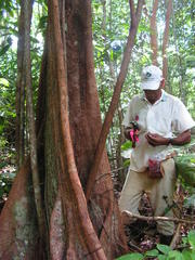 Sloanea guianensis