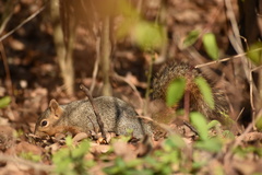 Sciurus niger