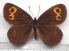 Erebia niphonica