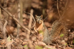 Sciurus niger