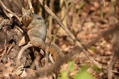 Sciurus niger