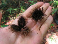 Sloanea guianensis