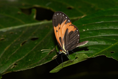 Hypothyris euclea peruviana