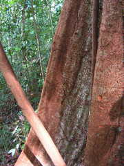 Sloanea guianensis