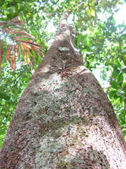 Sloanea guianensis